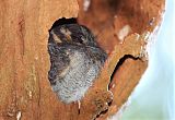 Australian Owlet-nightjar